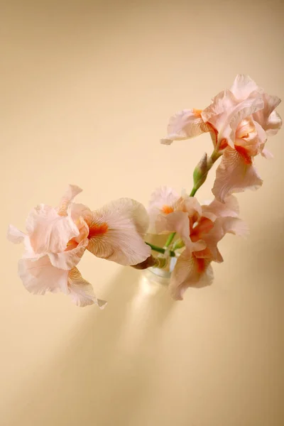 Oben Drei Irisblüten — Stockfoto