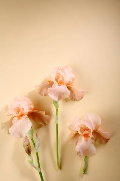 Tři Květiny Iris Ploché Rozložení — Stock fotografie
