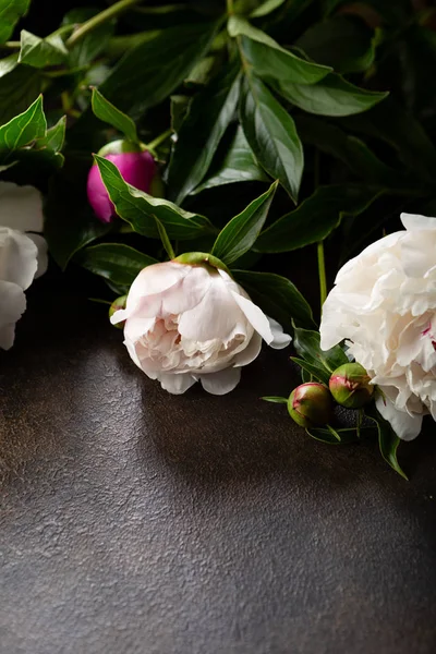 Weiße Pfingstrosen Blumen Nahaufnahme Hintergrund — Stockfoto