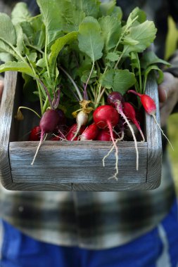 Sandık içinde taze turp