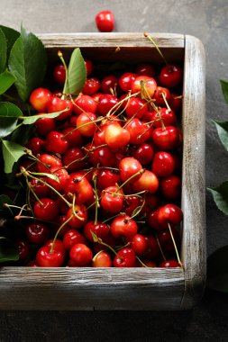 Kutusunda kiraz hasat