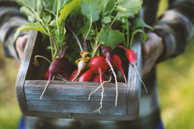 Taze turp hasat içinde krater