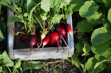 Taze organik turp sandığa hasat