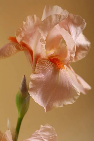 Frische Rosa Irisblüte — Stockfoto