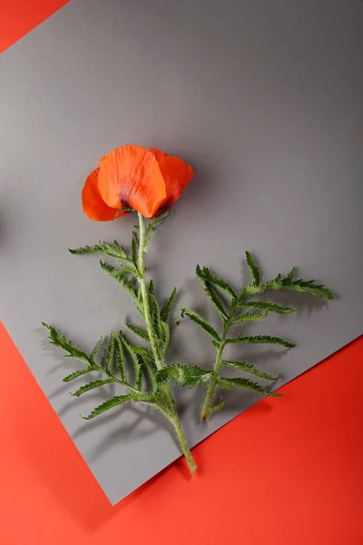 Flores Amapola Vista Superior — Foto de Stock