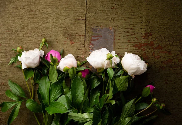 Pohled Shora Bílé Růžové Květy — Stock fotografie