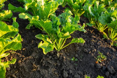 Organik Sebze Bahçe, beetroots