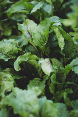 Sebze bahçesinde kırmızı pancar