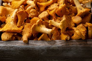 Taze orman chanterelles yakın çekim