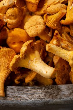 Taze mantar chanterelles üstten görünüm
