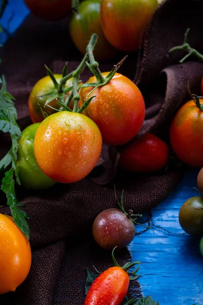 新鲜成熟的西红柿的收获 — 图库照片