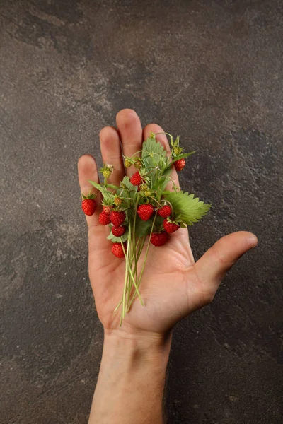 Fragola Selvatica Fresca Portata Mano — Foto Stock