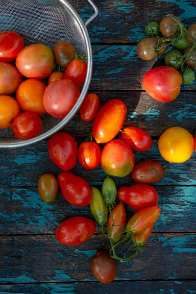 Harvest Fresh Tomatoes Top View — Stock Photo, Image
