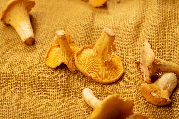 Fresh Chanterelles Mushrooms Close — Stock Photo, Image