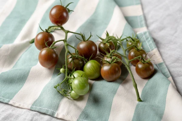 Branches of brown cherry tomatoes