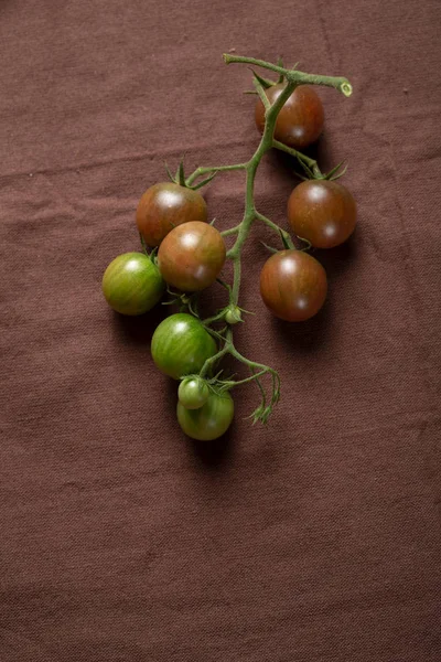 Branch of brown tomatoes