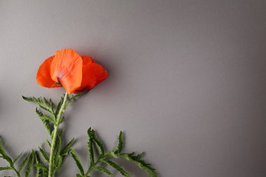 Gri arka plan üzerinde kırmızı çiçek