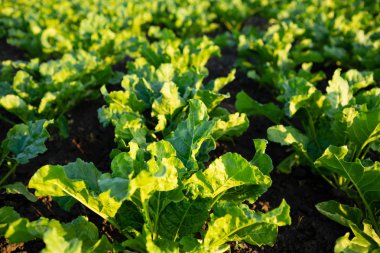 Şeker beetroots alanına yaz