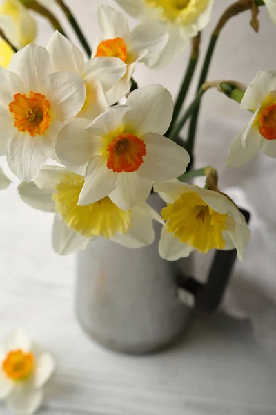 Jarní Pohled Shora Květiny Narcis — Stock fotografie