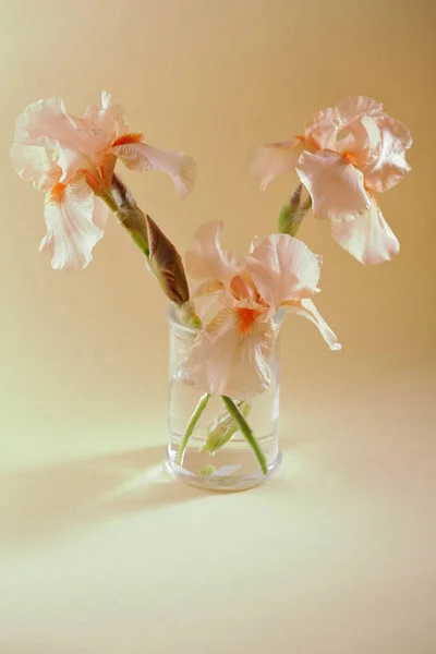 Iris Blumen Bouquet Glas — Stockfoto