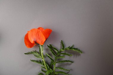 Gri arkaplanda kırmızı haşhaş çiçeği