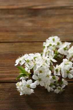 Ahşap üzerine bahar kiraz Şubesi
