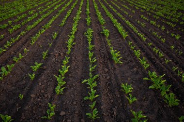 Genç beetroots bitkiler toprak üzerinde