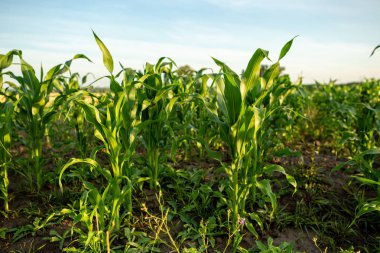 Organik Mısır yeşil alan