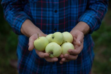 Elinde taze yerel elma