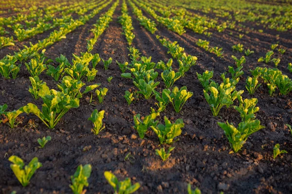 Campo Con Giovane Pianta Barbabietola — Foto Stock