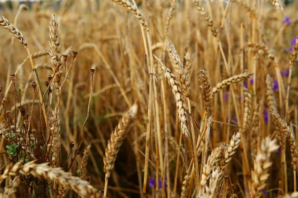 Осіннє Пшеничне Поле Стиглою Кукурудзою — стокове фото