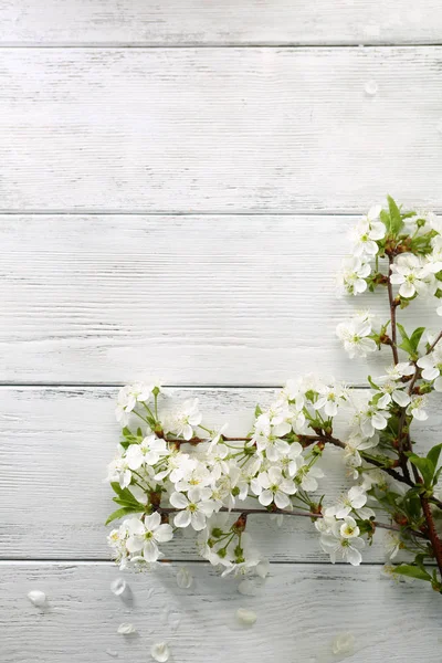 Ramo Primavera Madeira Branca — Fotografia de Stock