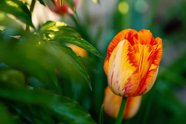 Frühling Grüne Tulpen Hintergrund — Stockfoto