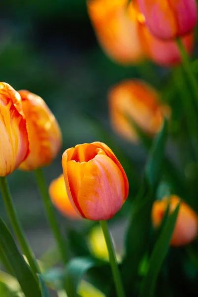 Frühling Gelbe Tulpen Hintergrund — Stockfoto