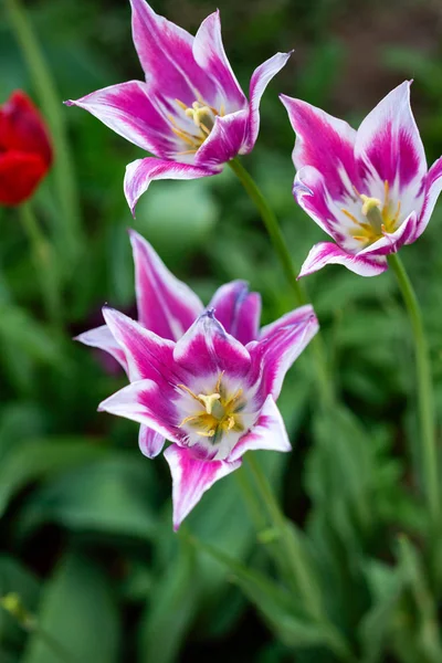 Primavera Tulipas Roxas Natureza — Fotografia de Stock