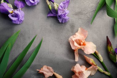 Iris çiçeği en iyi manzaralı beton arka plan