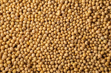 Doğal soya fasulyesi arka plan, desen