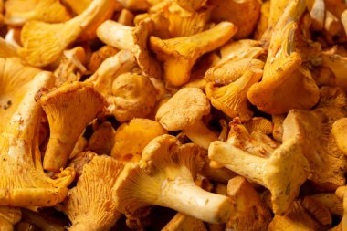 Taze orman chanterelles yakın çekim