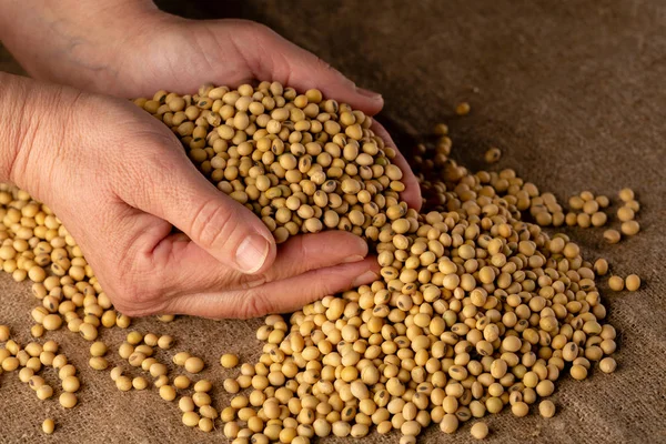 クローズ アップ大豆の収穫 — ストック写真