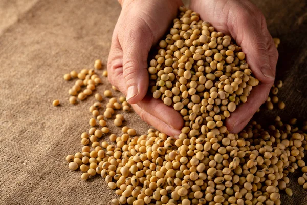 Cosecha Soja Cerca Alimentos Saludables —  Fotos de Stock