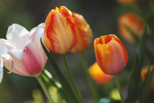 Frühlingstulpen Auf Der Natur — Stockfoto