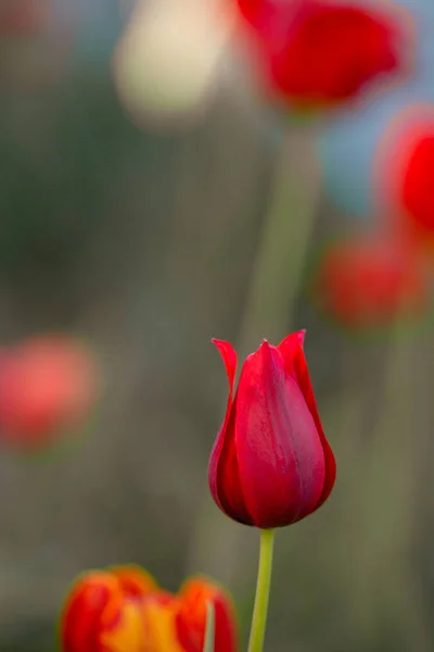 Rote Frühlingstulpen Auf Naturhintergrund — Stockfoto