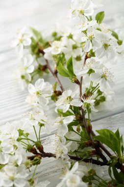Bahar çiçek dal üzerinde beyaz
