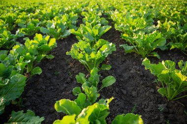 Pancar alanıyla manzara