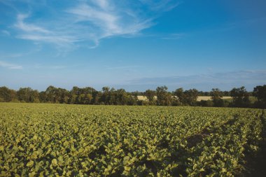 Pancar alan ve gökyüzü manzara