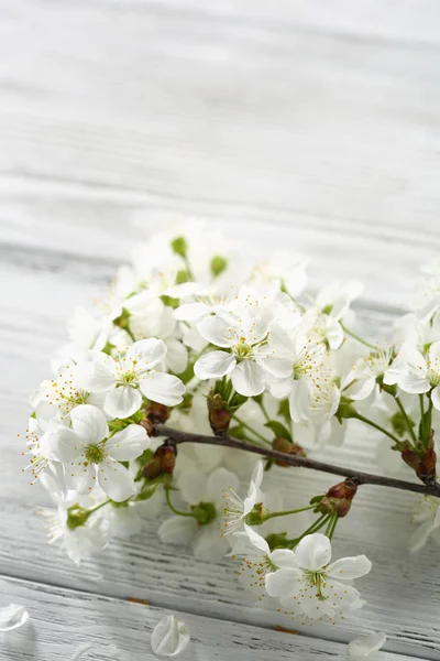 Brindille fleurs printemps sur blanc — Photo