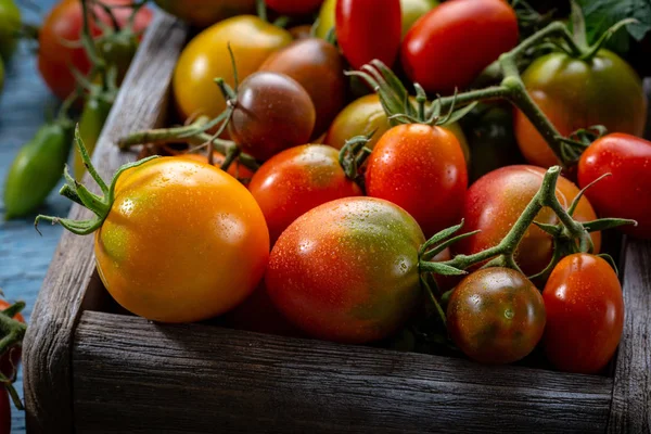 Набір свіжих органічних помідорів — стокове фото