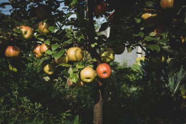 Elma Bahçe ağaçlarda