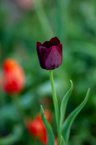 Темные тюльпаны на зеленом фоне — стоковое фото