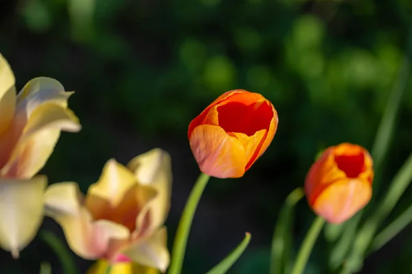 Tulpen im grünen Garten — Stockfoto